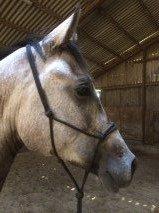 Arabisk fuldblod (OX) Ihh Mono OX billede 6