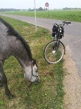 Arabisk fuldblod (OX) Ihh Mono OX billede 5