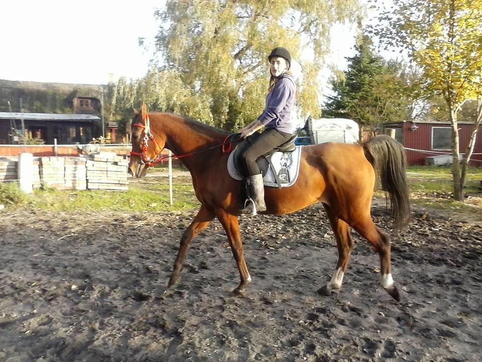 Arabisk fuldblod (OX) JE T´AIME billede 9