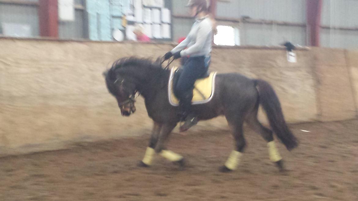 Anden særlig race Faxi - Pony og Karina træner i ridehuset (mor her er jo for meget kylling til at ride endnu) billede 15