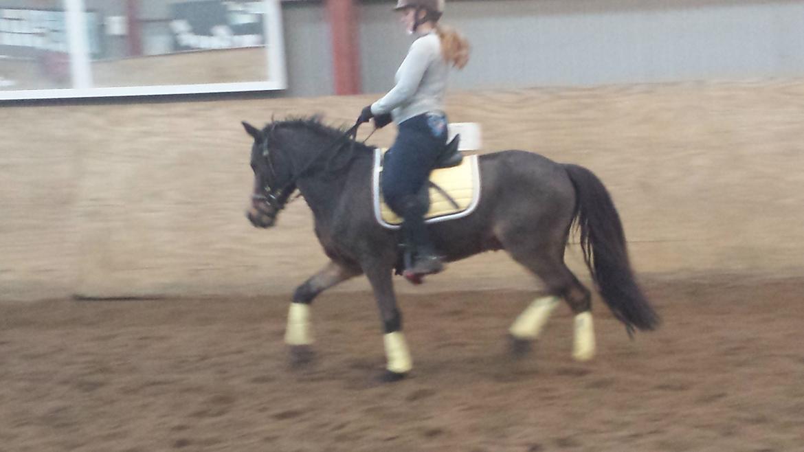 Anden særlig race Faxi - Pony og Karina træner i ridehuset (mor her er jo for meget kylling til at ride endnu) billede 16