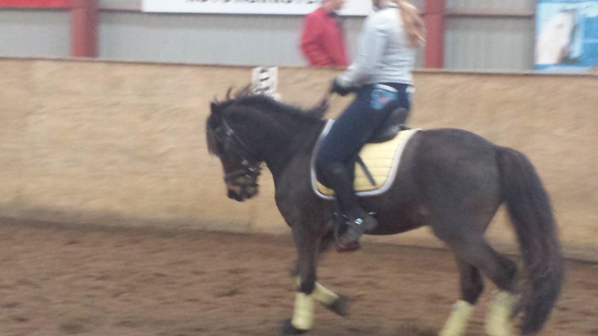 Anden særlig race Faxi - Pony og Karina træner i ridehuset (mor her er jo for meget kylling til at ride endnu) billede 17
