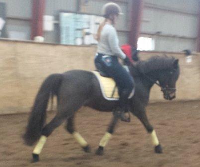 Anden særlig race Faxi - Pony og Karina træner i ridehuset (mor her er jo for meget kylling til at ride endnu) billede 18