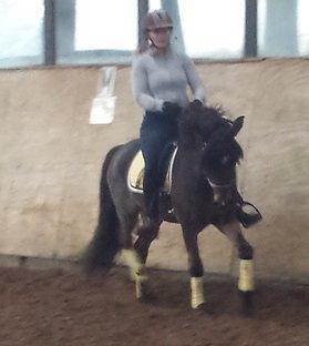 Anden særlig race Faxi - Pony og Karina træner i ridehuset (mor her er jo for meget kylling til at ride endnu) billede 13