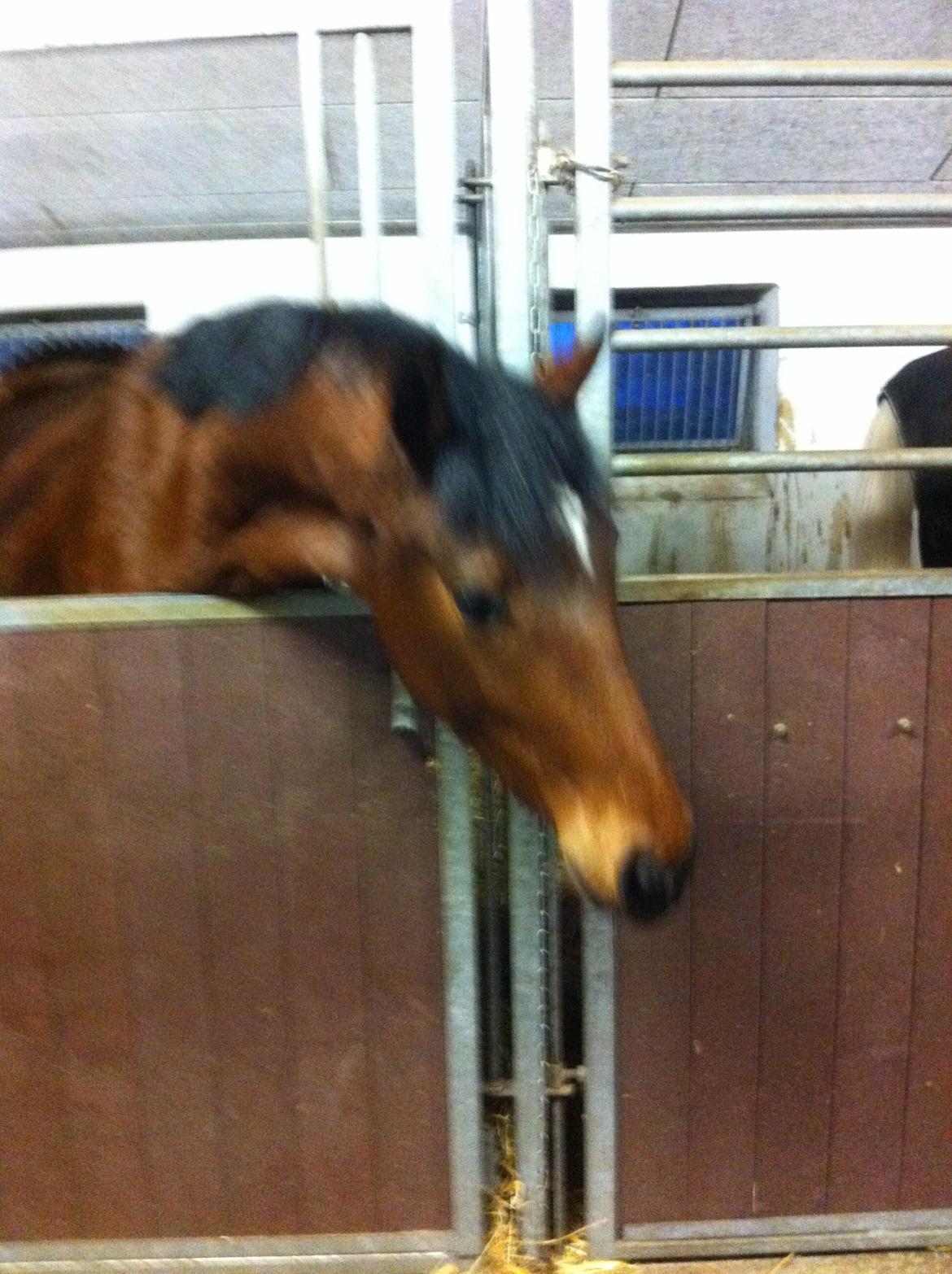 Dansk Varmblod Elmegårds Comtesse R.I.P <3<3<3 billede 17