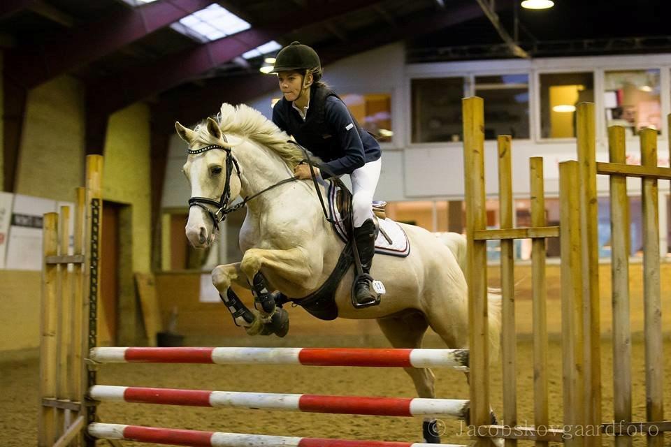 DSP Horsebjergs Dusty Moon - Dysse til Championatet - Han vandt klassen. billede 15