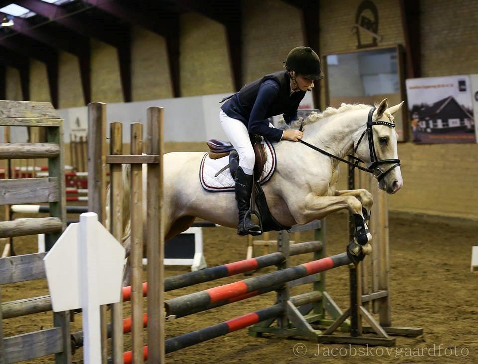 DSP Horsebjergs Dusty Moon - Dysse i finalen til Championatet. billede 19