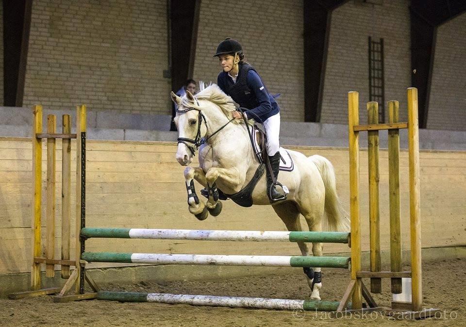 DSP Horsebjergs Dusty Moon - Dusty til Championatet 2014! billede 18