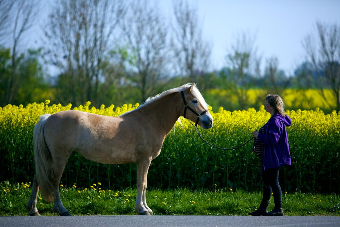 Haflinger Kløv´s Umberta billede 41