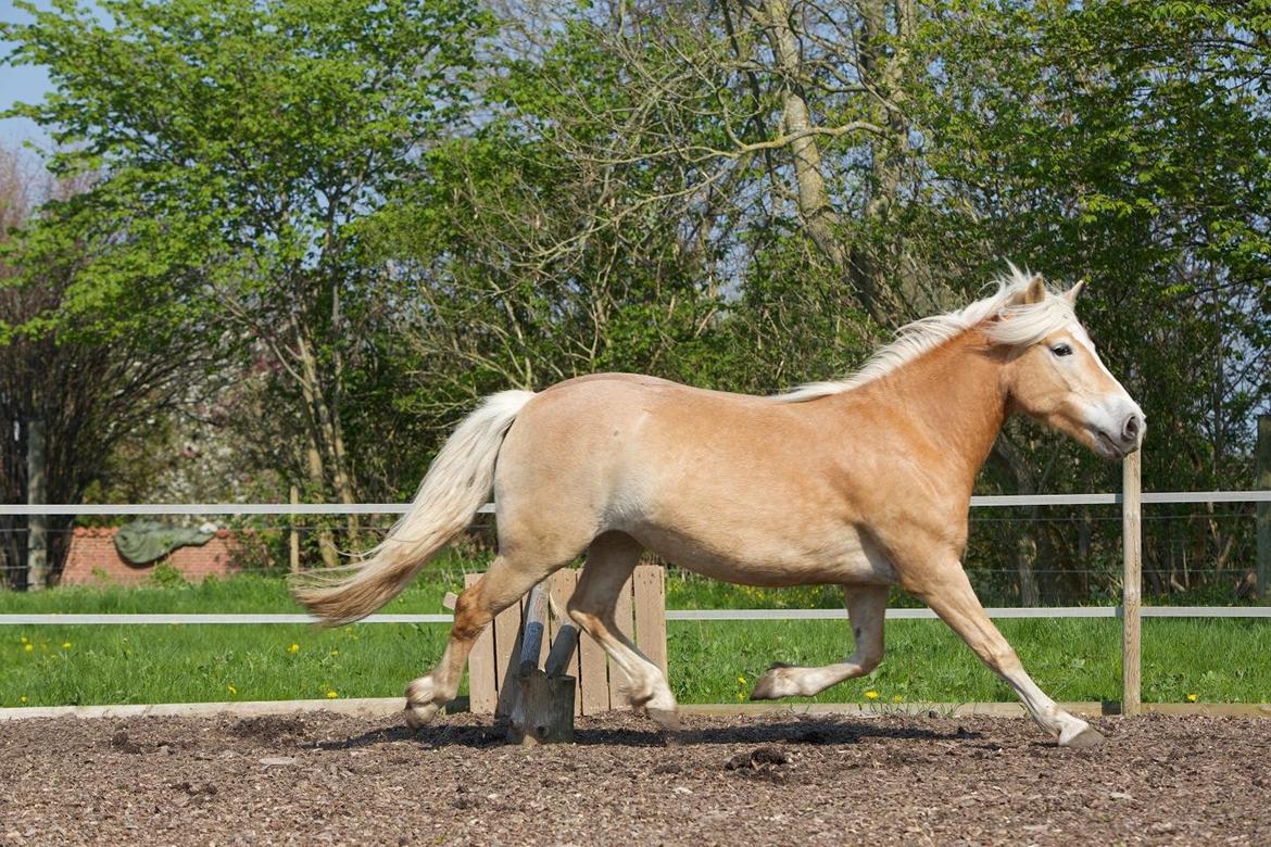 Haflinger Kløv´s Umberta billede 42