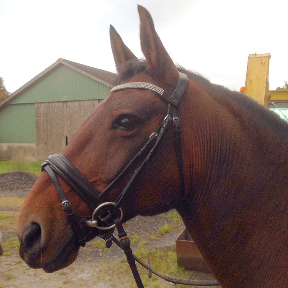 Anden særlig race Sam <3 billede 18