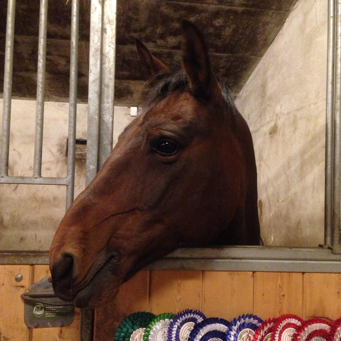 Anden særlig race Sam <3 billede 19