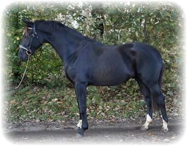 Hollandsk Varmblod Special D Junior - junior 2,5 år billede 2