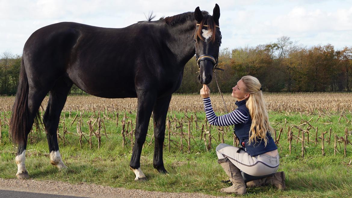 Hollandsk Varmblod Special D Junior billede 21