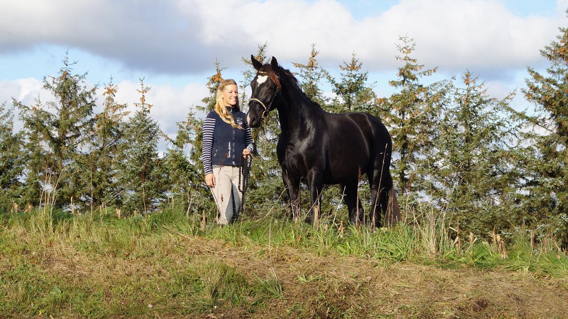 Hollandsk Varmblod Special D Junior billede 22