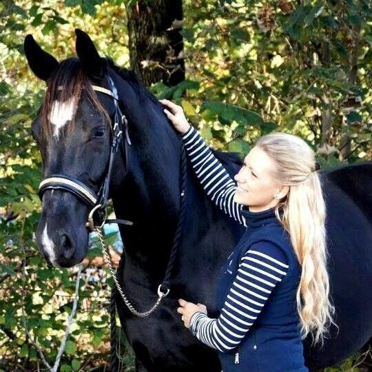 Hollandsk Varmblod Special D Junior billede 1