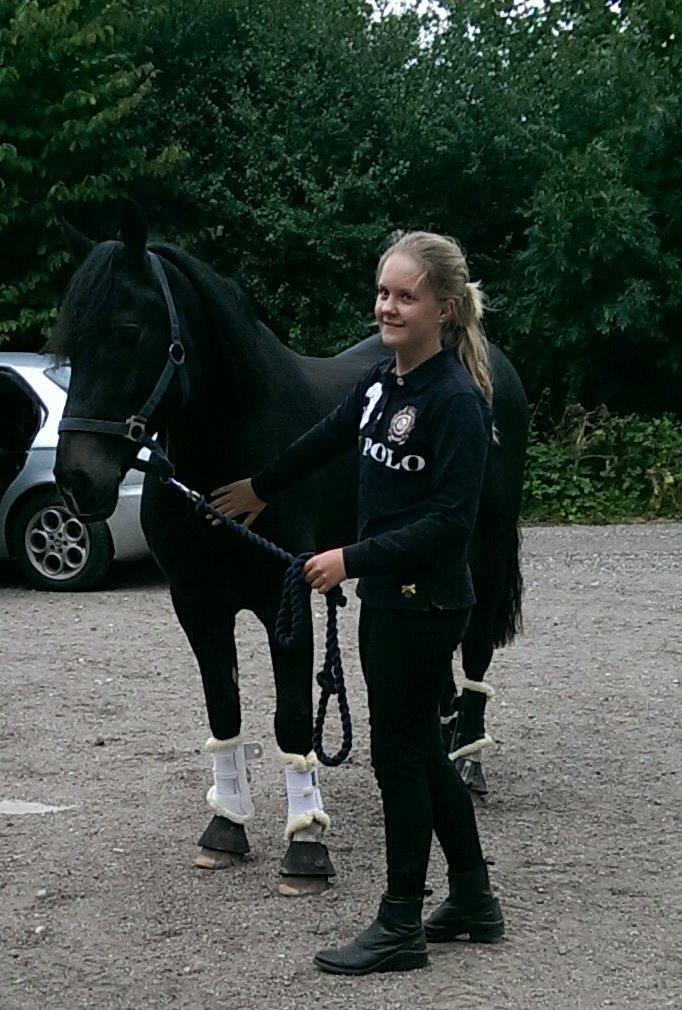 Welsh Cob (sec D) Valhallas Imperial  billede 1