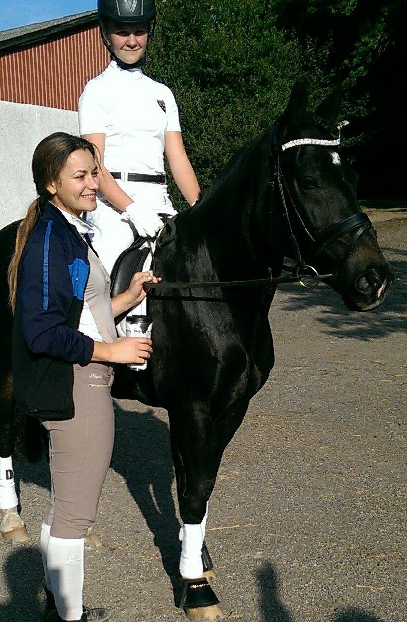 Welsh Cob (sec D) Valhallas Imperial  billede 2