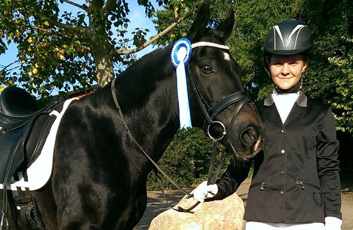 Welsh Cob (sec D) Valhallas Imperial  billede 3