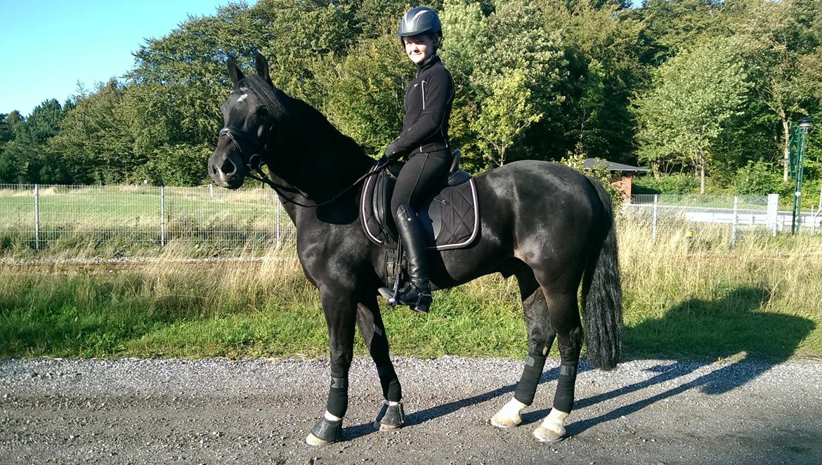 Welsh Cob (sec D) Valhallas Imperial  billede 5