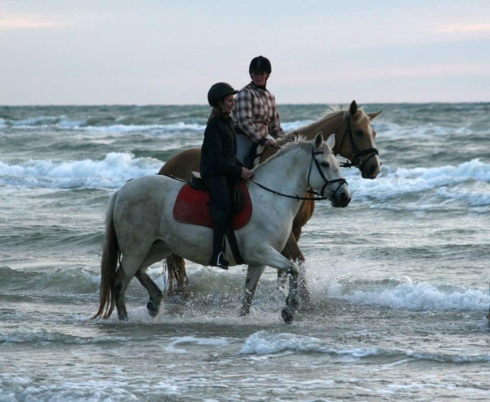 Palomino Heimdals Joy Of Gold billede 18