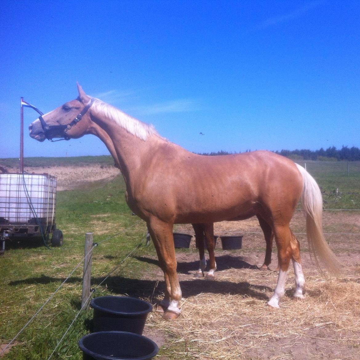 Palomino Heimdals Joy Of Gold billede 19