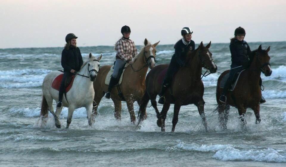 Palomino Heimdals Joy Of Gold billede 20