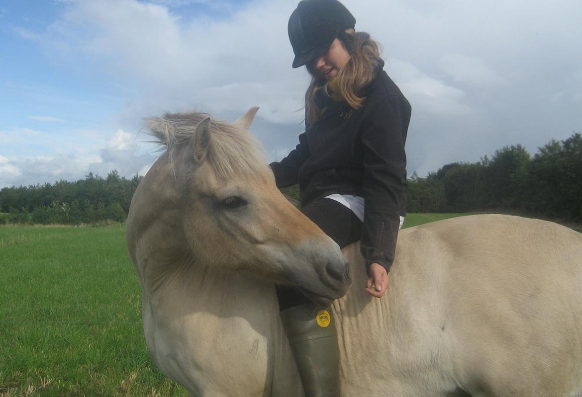 Fjordhest Luckas - Han er nu go' nok <3 billede 14