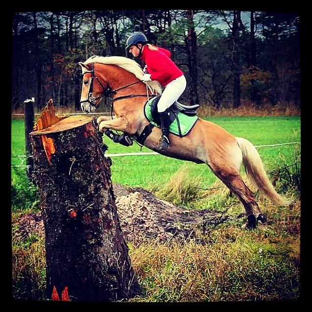 Haflinger Ålebækgård Winaro billede 24