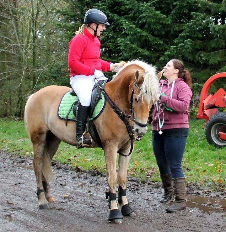 Haflinger Ålebækgård Winaro billede 26