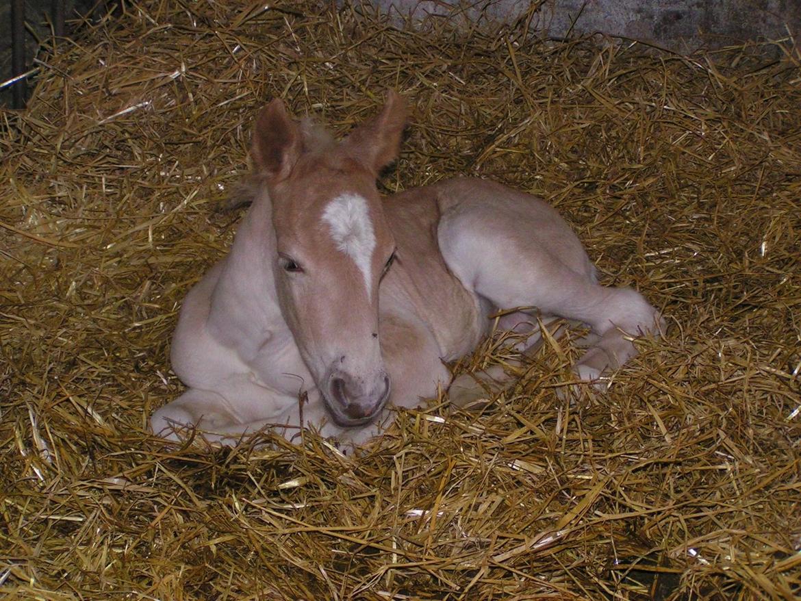 Haflinger Ålebækgård Winaro billede 28