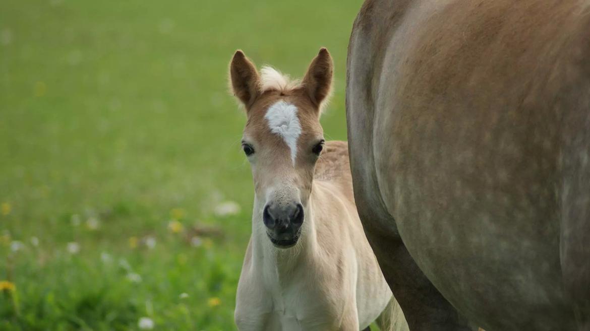 Haflinger Ålebækgård Winaro billede 29