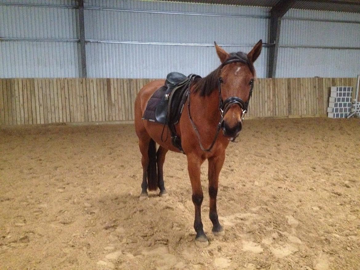 Traver Rosado (Rosa) - 25-10-2014 billede 21