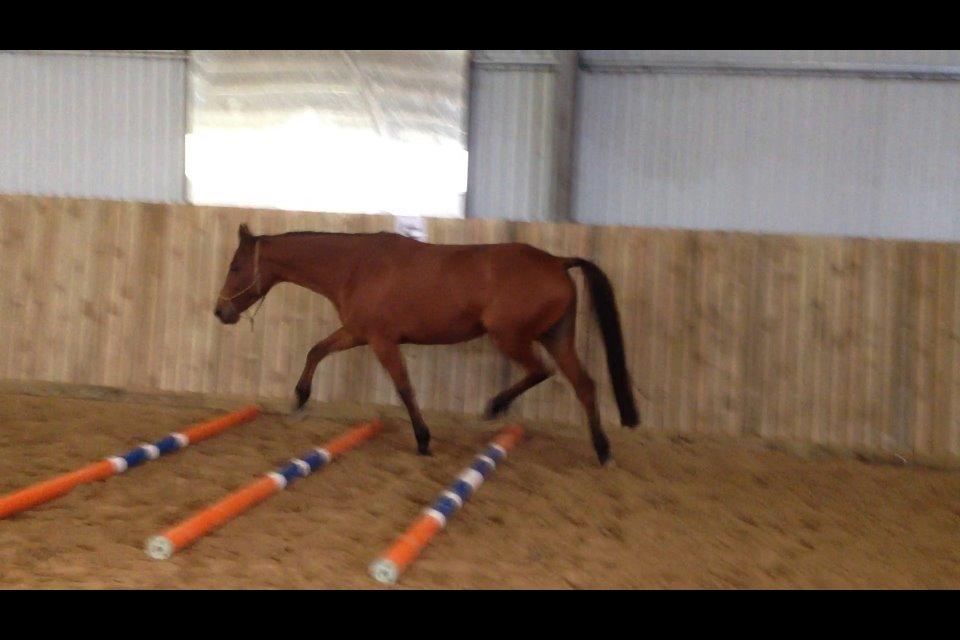 Traver Rosado (Rosa) - 08-10-2014 billede 22