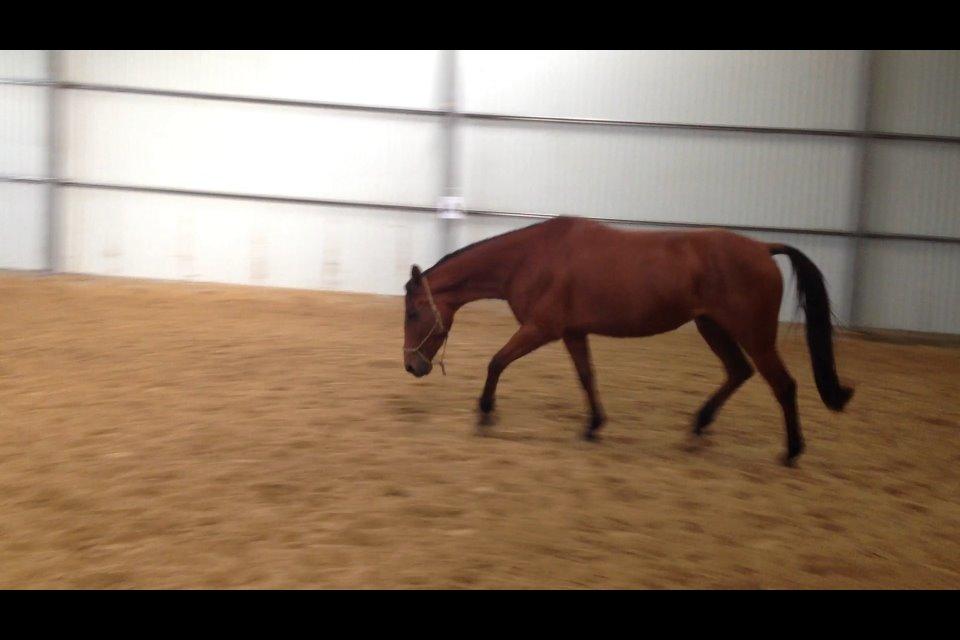 Traver Rosado (Rosa) - 08-10-2014 billede 23