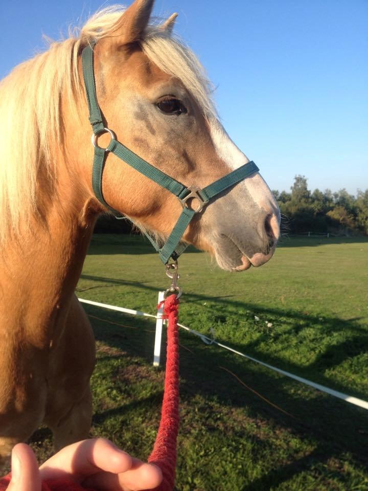 Haflinger Wonder<3 billede 23