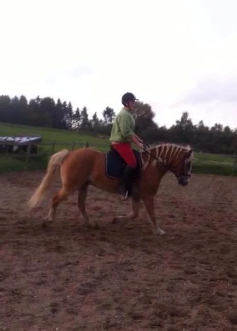 Haflinger Wonder<3 billede 27