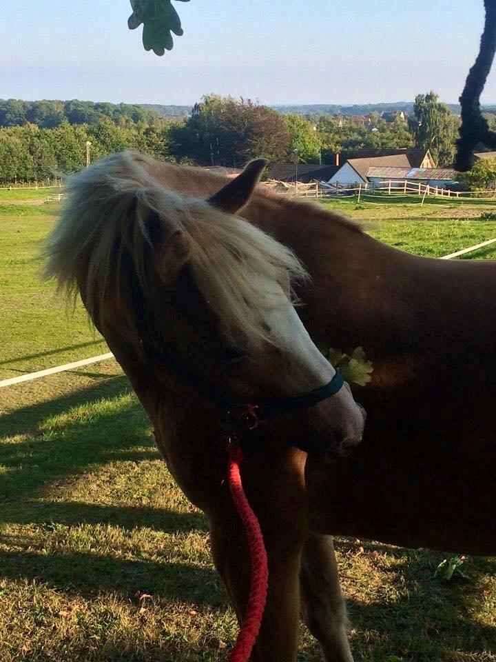 Haflinger Wonder<3 billede 31