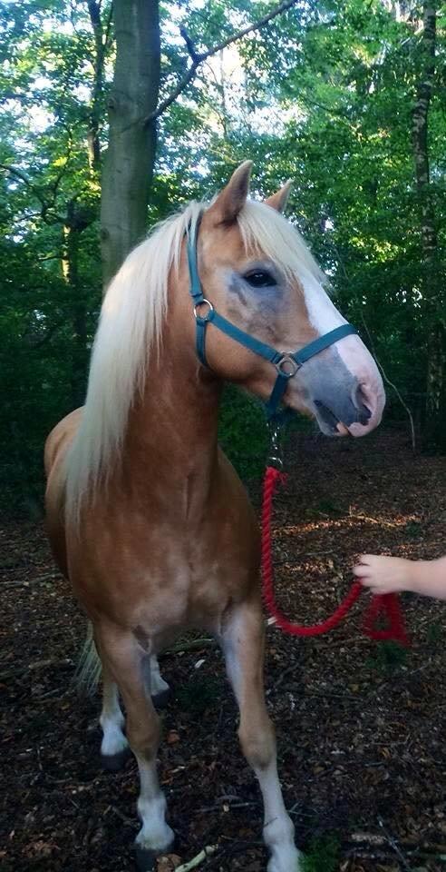 Haflinger Wonder<3 billede 45