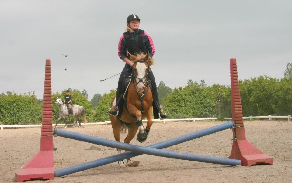 Anden særlig race Miss lucy billede 18