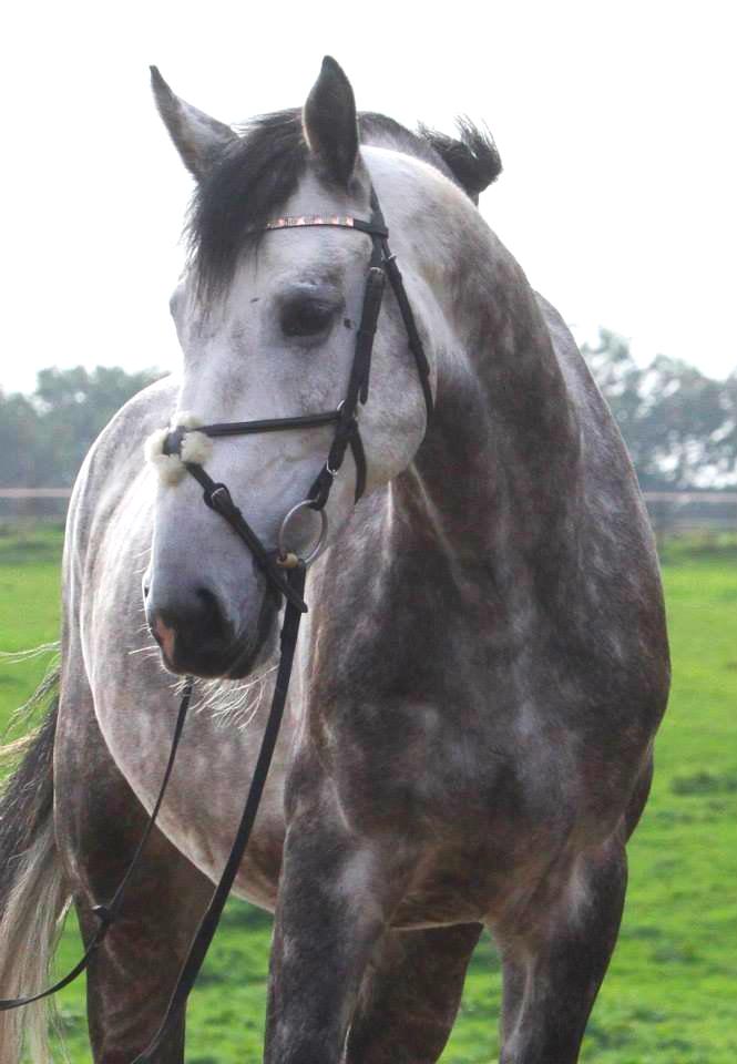 Anden særlig race C.G. Cool Cash - Foto: Julie Syskind billede 14