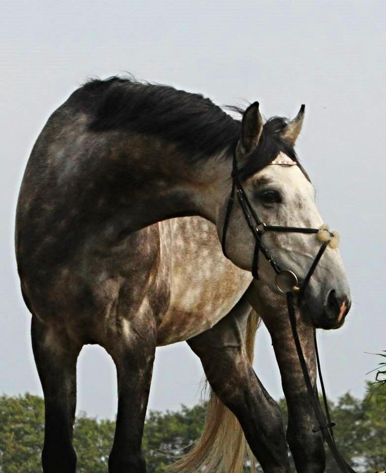 Anden særlig race C.G. Cool Cash - Foto: Julie Syskind billede 6