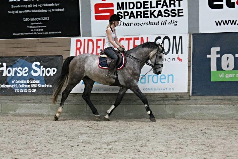 Anden særlig race C.G. Cool Cash - Glidetøjlen er udelukkende fordi han ikke var redet nogle dage, og blev derfor kun brugt som sikring for at han ikke ville prøve at smide mig af. Som i kan se, sidder den løst under gjorden, så han er ikke tvunget i holdning :) billede 8