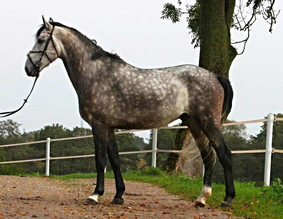 Anden særlig race C.G. Cool Cash - Foto: Julie Syskind billede 10