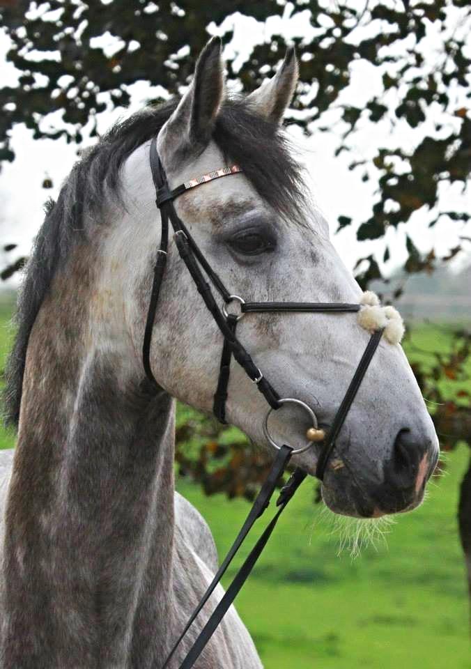 Anden særlig race C.G. Cool Cash - Foto: Julie Syskind billede 20