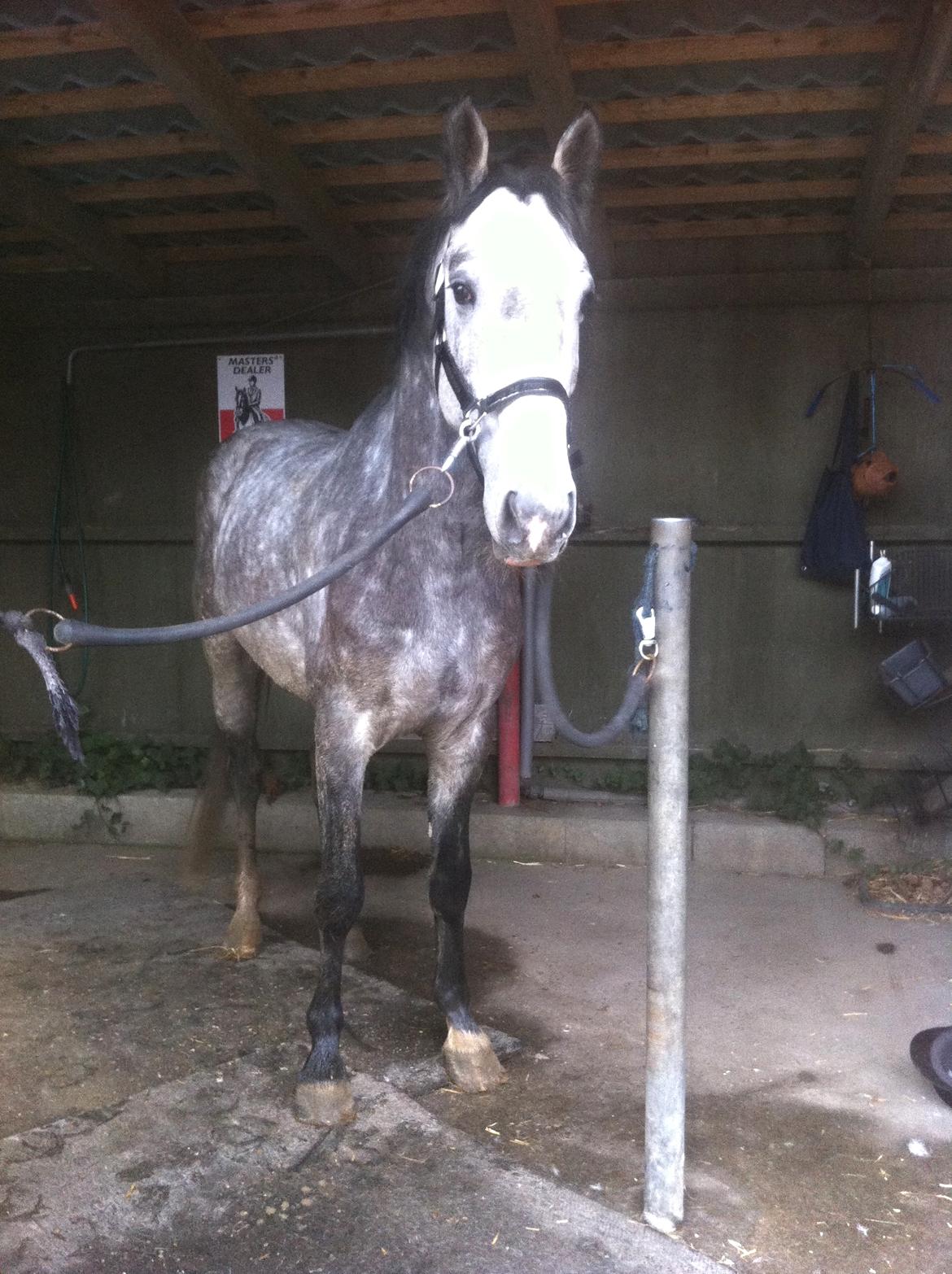 Anden særlig race C.G. Cool Cash billede 17