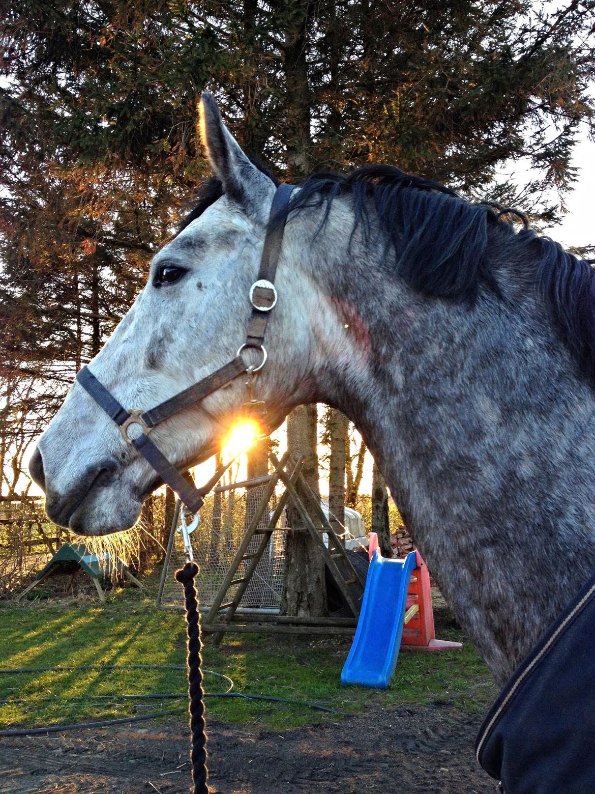 Anden særlig race C.G. Cool Cash billede 19