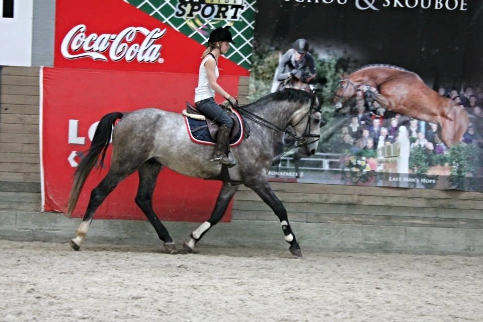 Anden særlig race C.G. Cool Cash - Glidetøjlen er udelukkende fordi han ikke var redet nogle dage, og blev derfor kun brugt som sikring for at han ikke ville prøve at smide mig af. Som i kan se, sidder den løst under gjorden, så han er ikke tvunget i holdning :) billede 11