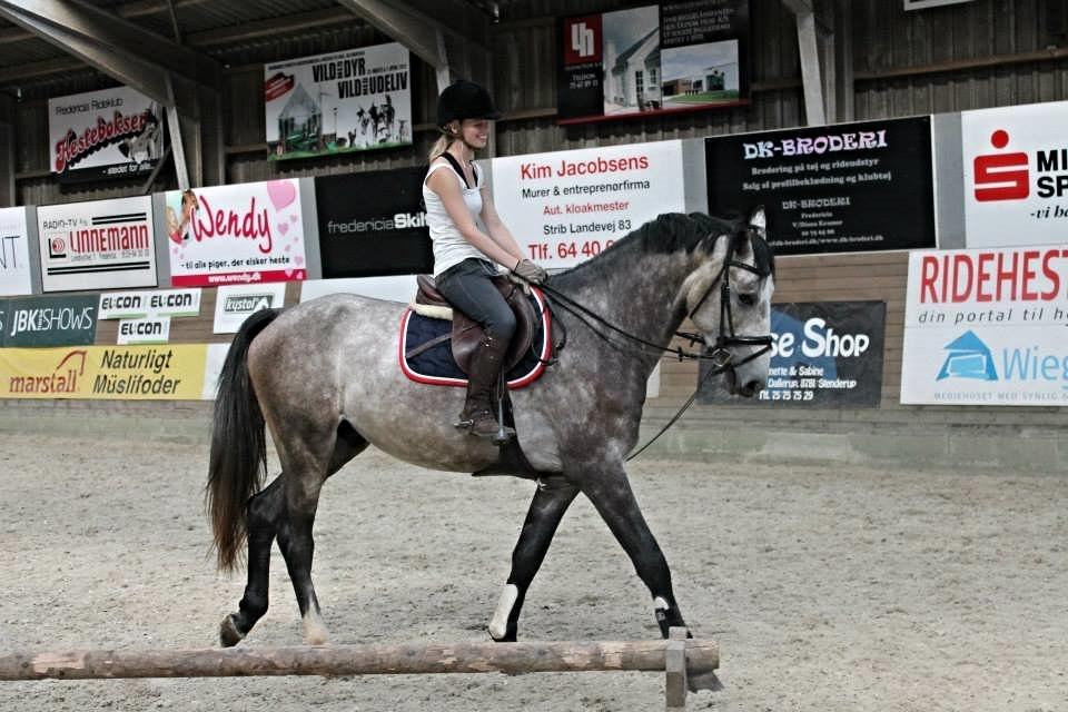 Anden særlig race C.G. Cool Cash - Hest og rytter er knap så fotogene ;) billede 9