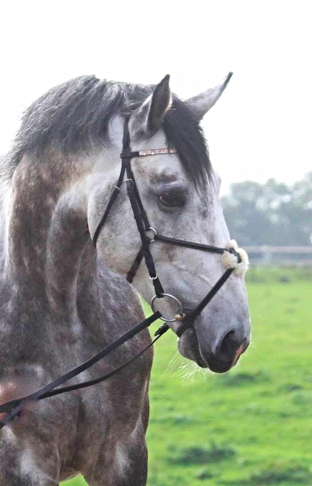 Anden særlig race C.G. Cool Cash - Smukke hingst <3 Foto: Julie Syskind billede 1